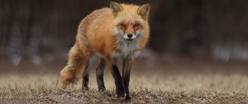 fox, animals, ultrawide, mammals, grass