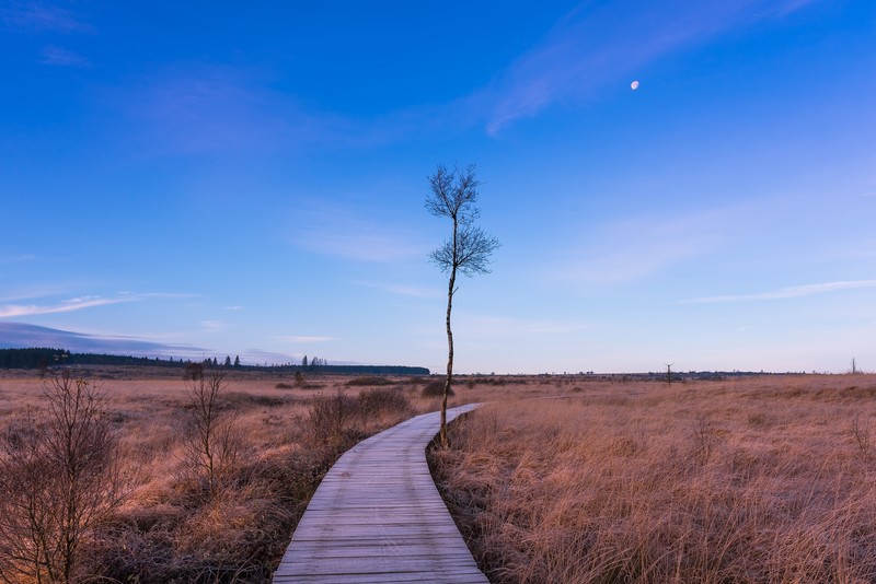 landscape, field, trees, outdoors