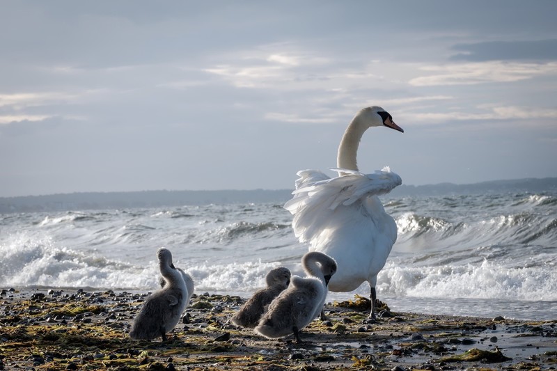 sea, coast, birds, animals, nature