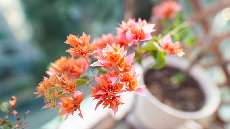 photography, flowers, plants, colorful