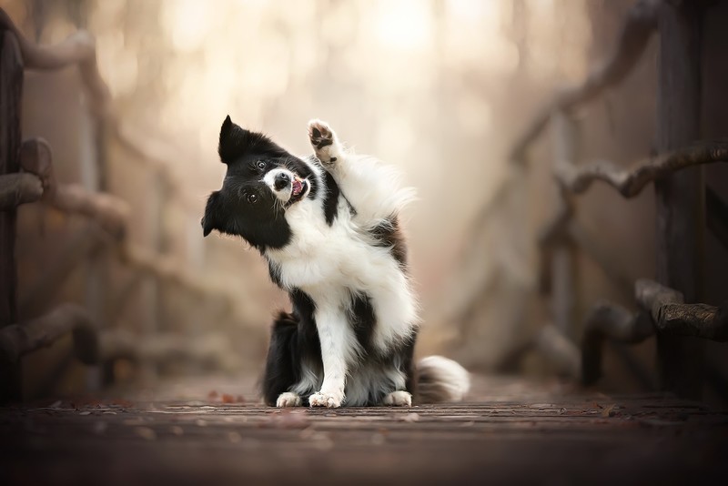 dog, animals, mammals