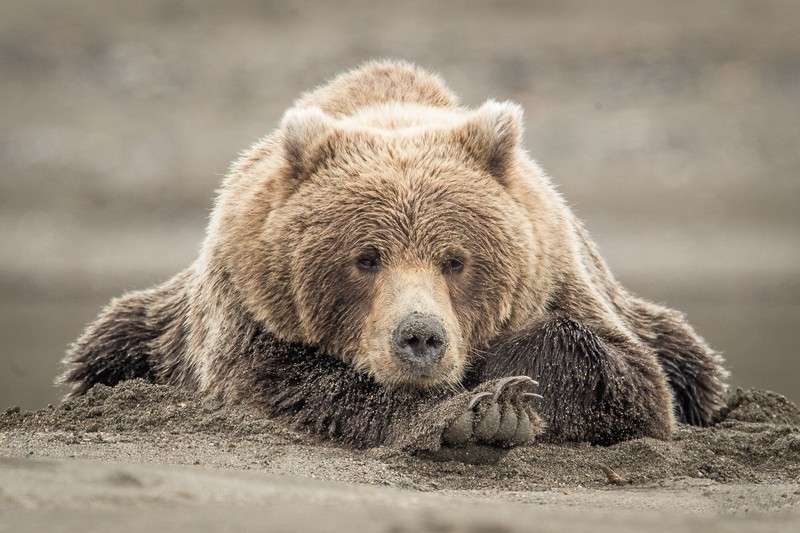 bears, animals, mammals