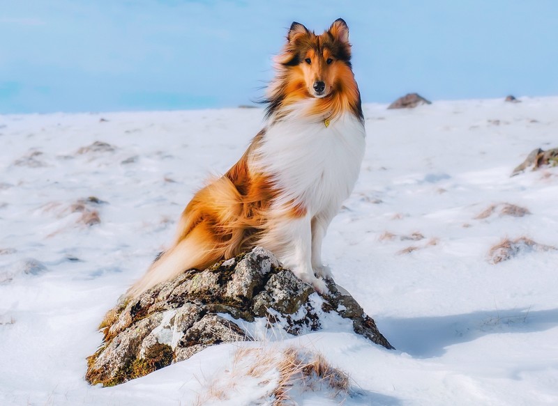 outdoors, dog, animals, snow, winter, mammals, Collie, windy