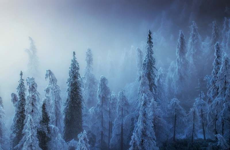 trees, snow, winter, cold, nature