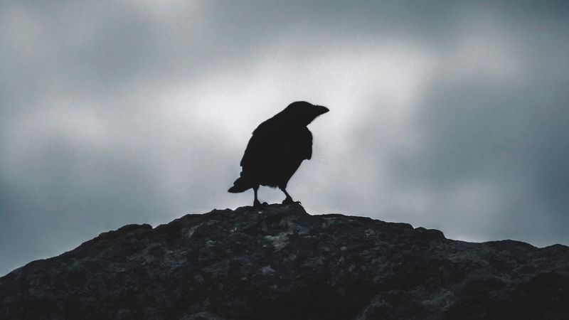 raven, silhouette, bird, sky, dark, 4k