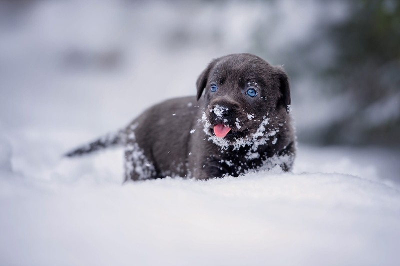 snow, winter, animals, mammals, puppies, outdoors, dog