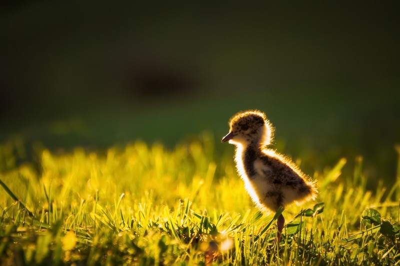 nature, baby animals, birds, animals