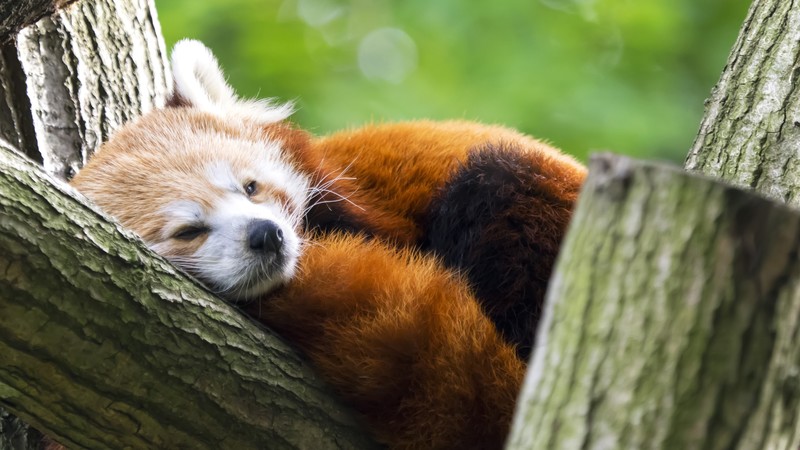 animals, red panda, fox