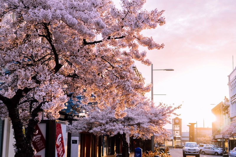 spring, New Zealand, invercargill, sunset