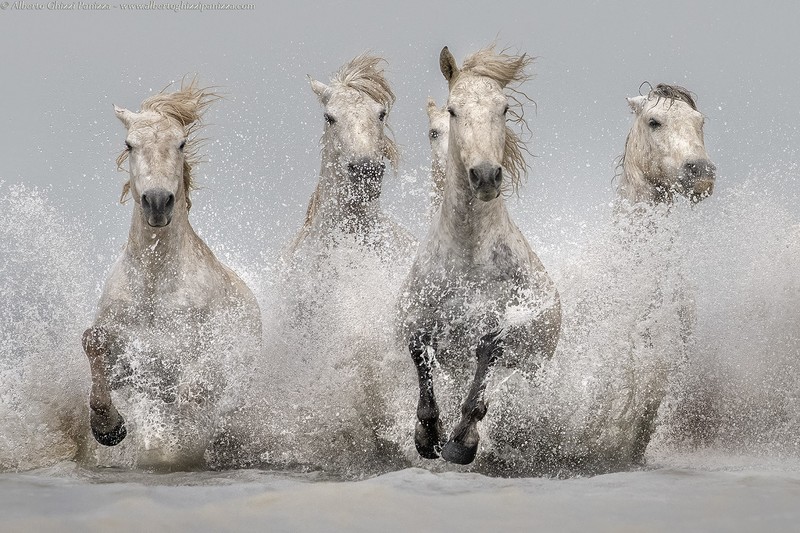 animals, horse, mammals, water, frontal view