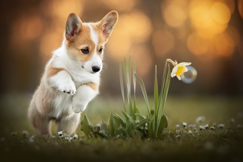 flowers, plants, dog, animals, mammals, puppies
