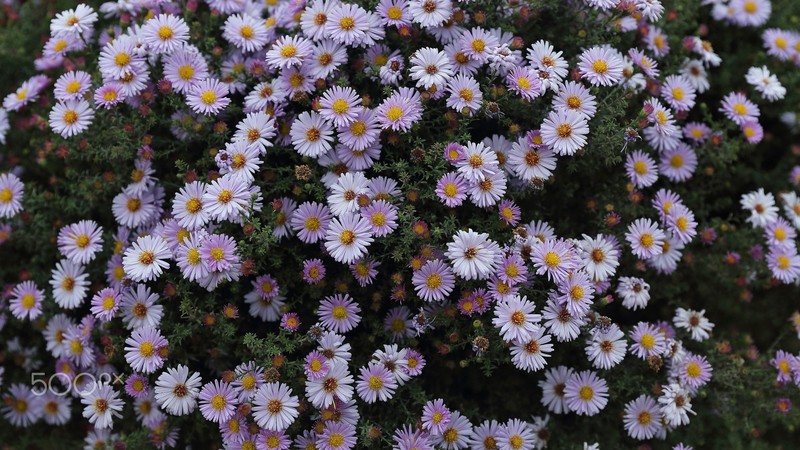 nature, flowers, daisies, plants, petals, white, green