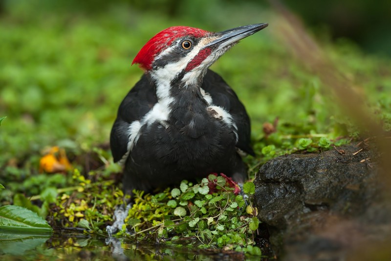 animals, nature, birds, woodpeckers