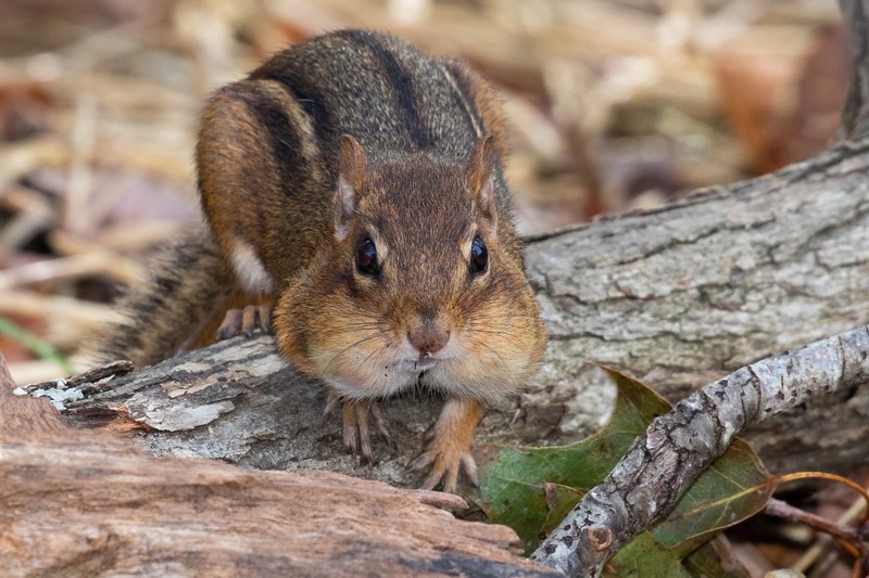 squirrel, animals, mammals
