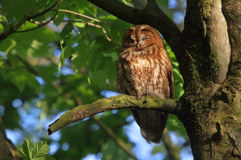 owl, animals, birds