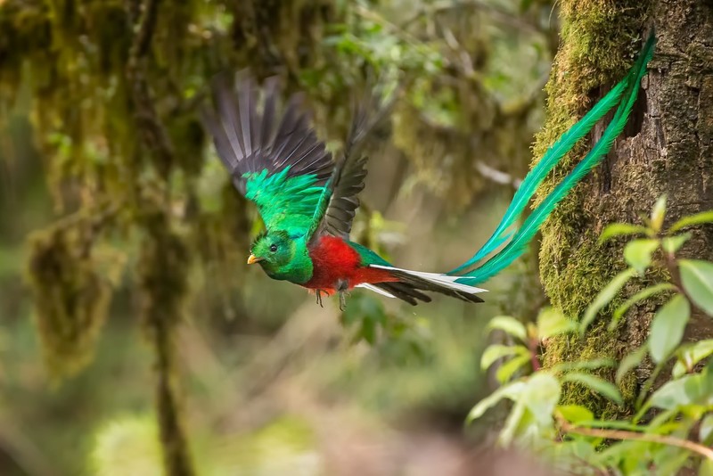 birds, animals, nature, Quetzal