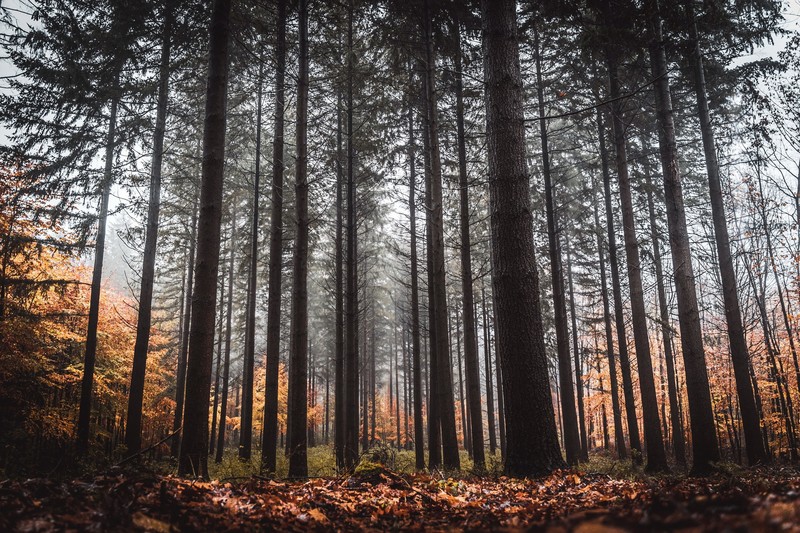 outdoors, fall, plants, trees