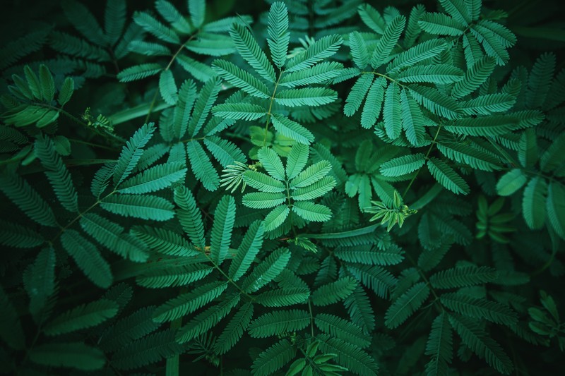 plants, green, leaves
