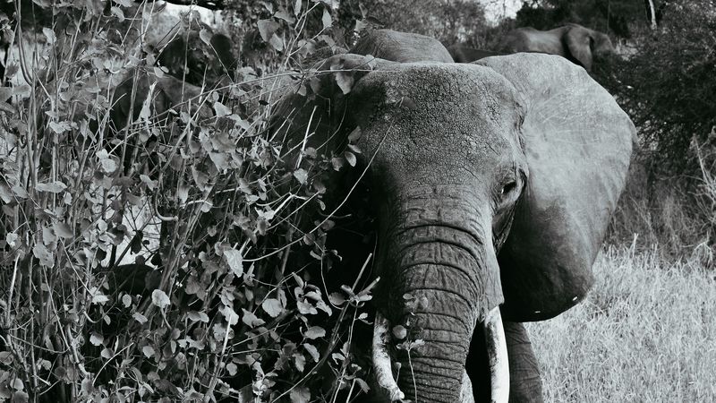 elephant bw, walking, wildlife, 4k