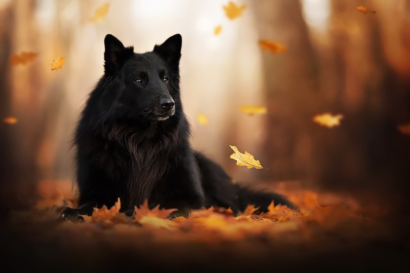 fall, leaves, outdoors, dog, animals, mammals, Groenendael