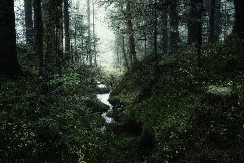 forest, nature, trees, outdoors