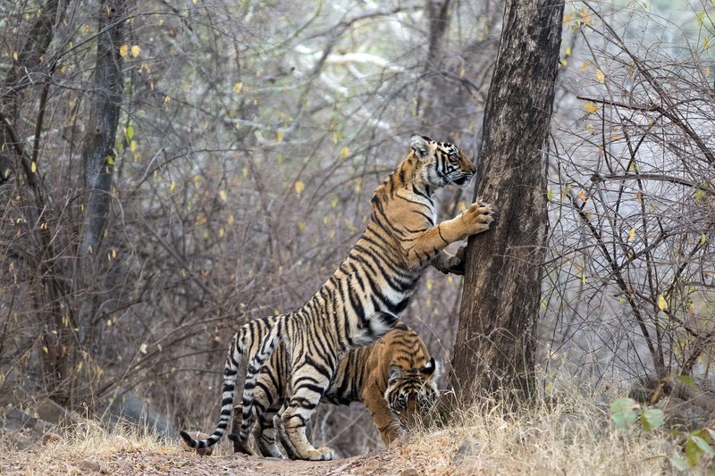 tiger, India, animals, mammals, big cats