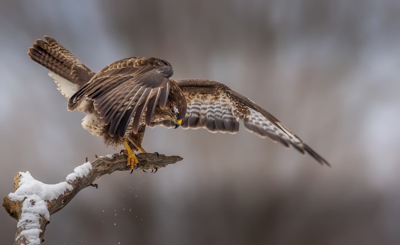 nature, animals, birds
