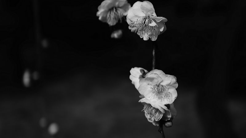 flowers, bw, flowering, macro, branch, spring, 4k