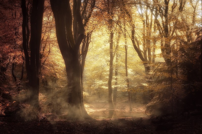 nature, trees, forest, plants, outdoors, fall