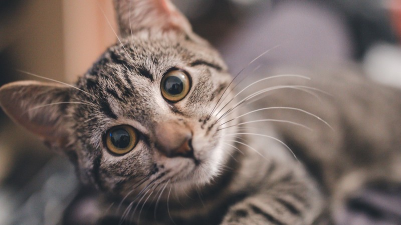 cats, whiskers, animals, fur, looking at viewer