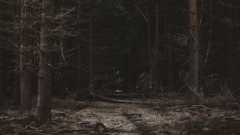 forest, trees, path, dark, 4k