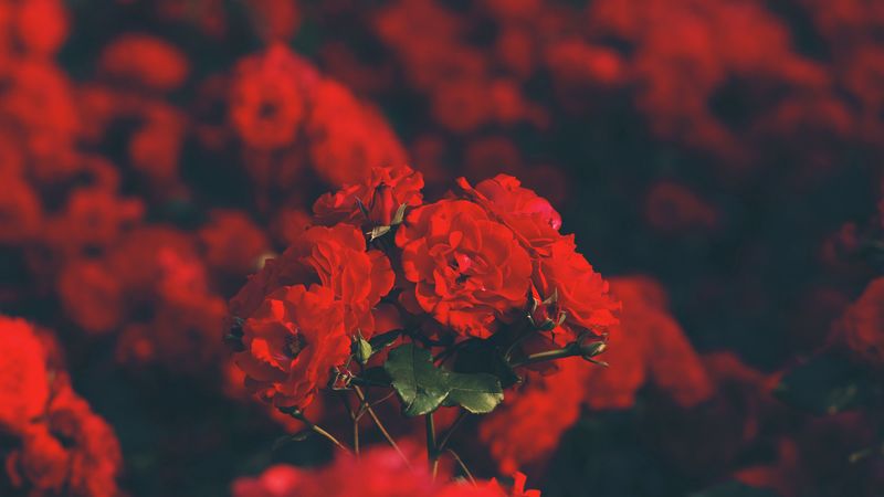 roses, red, bouquet, blur, 4k