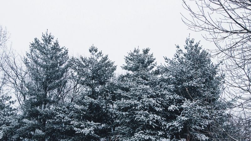 forest, trees, snow, branches, snowy, sky, 4k