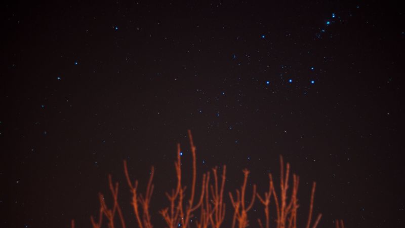 starry sky, stars, branches, night, night sky, 4k