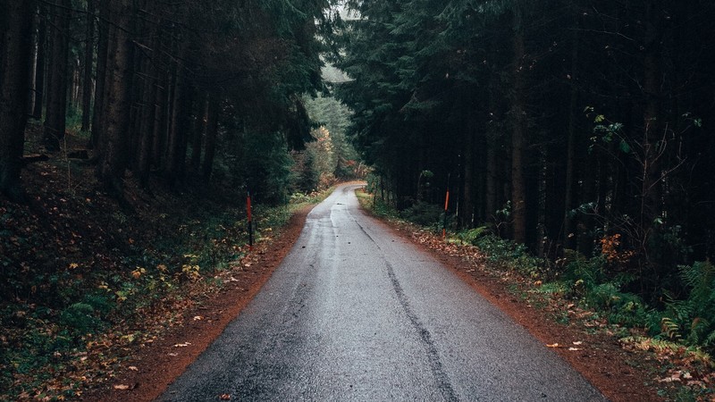 landscape, nature, road, wet road, forest, trees, leaves