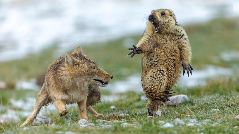animals, mammals, nature, coyote, prairie dog