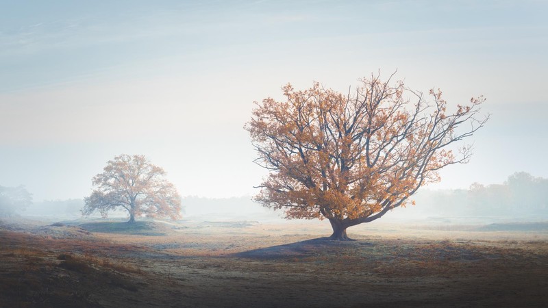 trees, nature, fall