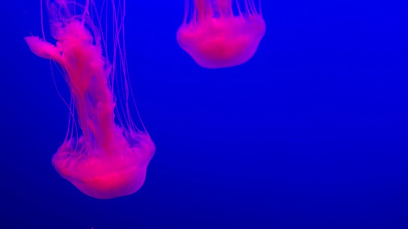 jellyfish, glow, pink, blue, underwater world, 4k