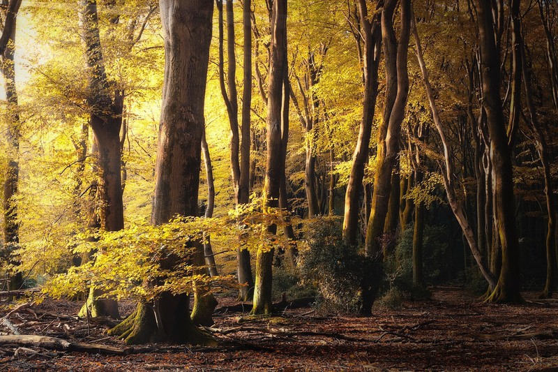 nature, trees, forest, fall, plants, outdoors