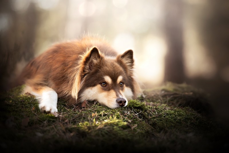 dog, outdoors, animals, mammals