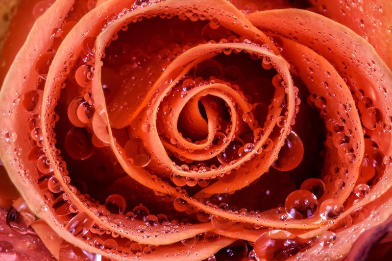 rose, red flowers, plants, flowers, macro, water drops