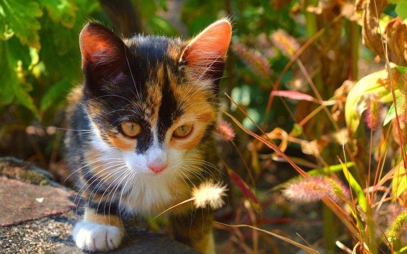 cats, outdoors, animals, mammals