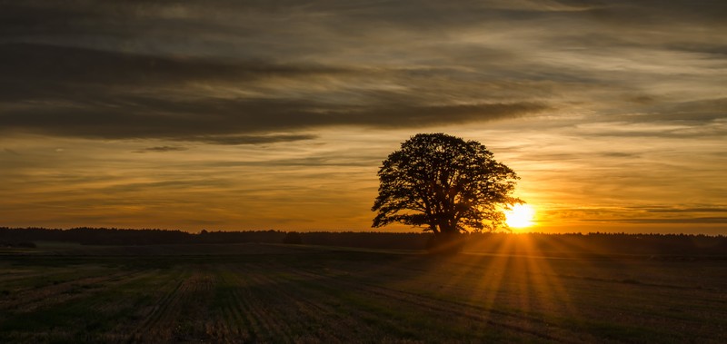 sun rays, trees, oak trees, field, sunset, Bavaria, Germany, clouds