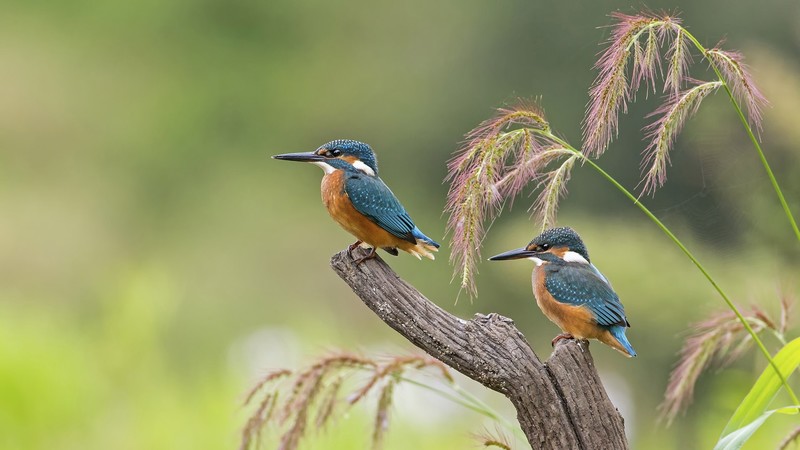 nature, animals, birds, kingfisher