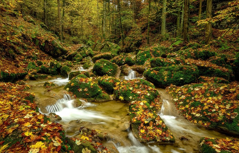 fall, nature, water, forest, outdoors, plants, leaves