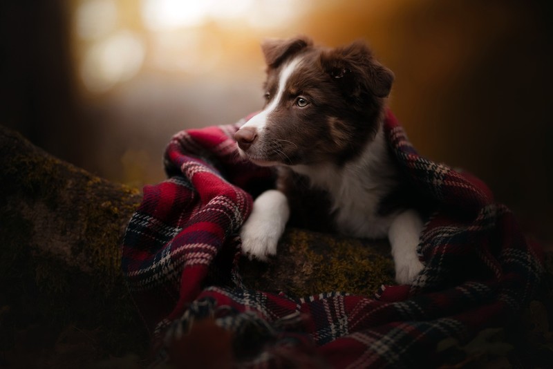 dog, animals, mammals