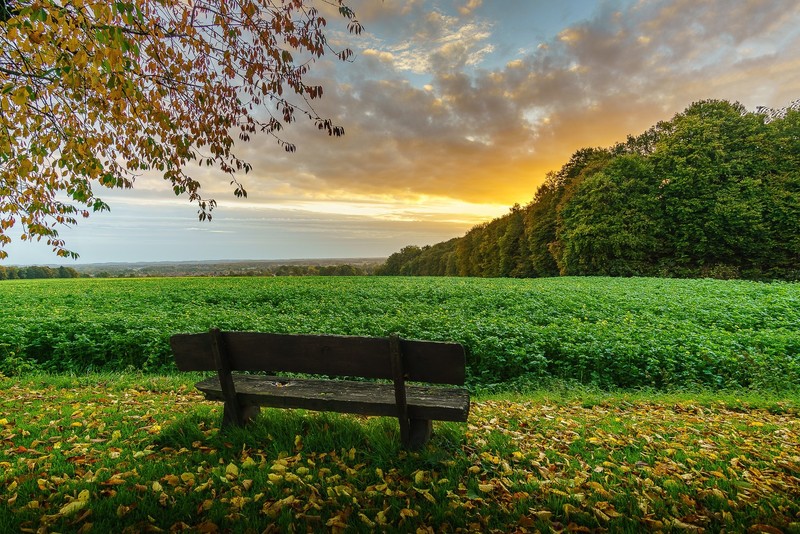 nature, field, outdoors, bench, sky