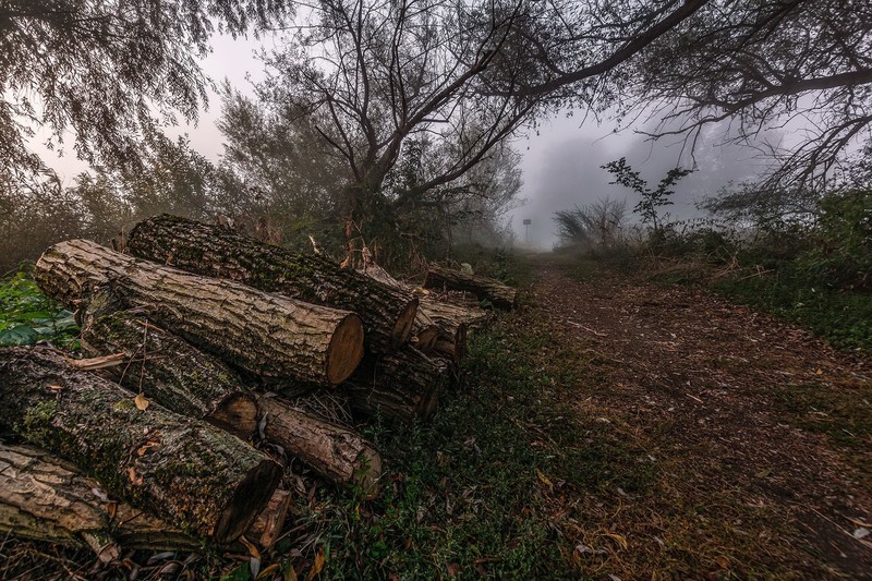 wood, fall, nature, outdoors
