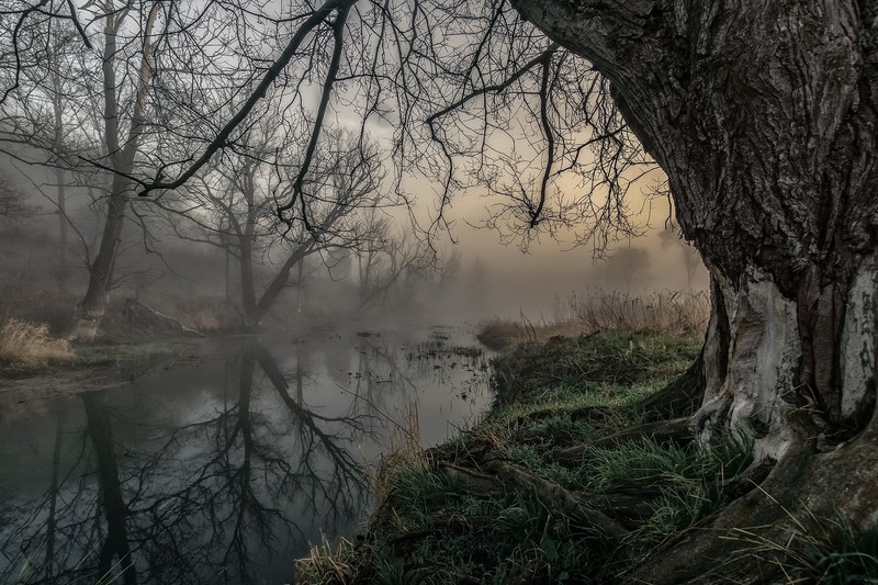 fall, water, nature, reflection, trees, mist, river