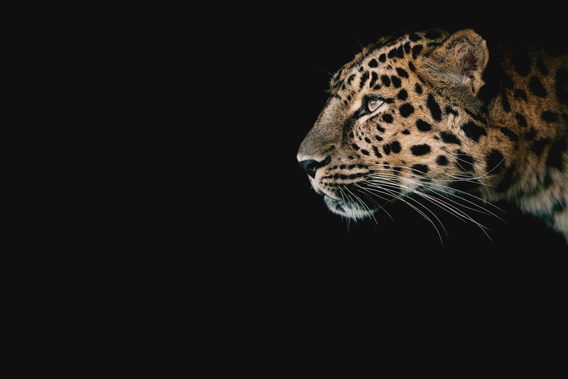minimalism, black background, cheetah